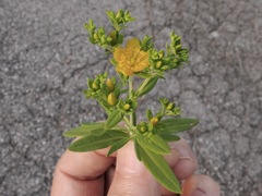Hypericum lobocarpum