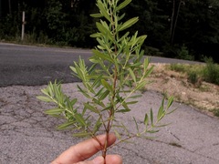 Hypericum lobocarpum