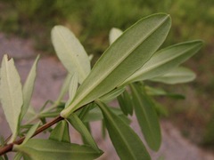 Hypericum lobocarpum