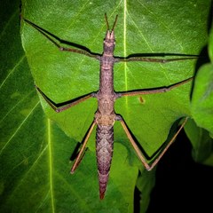 Pachymorpha