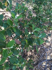 Spyridium globulosum