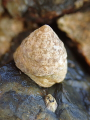 Bembicium