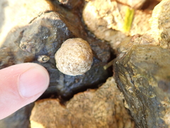 Bembicium