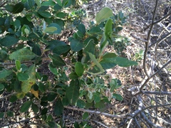 Spyridium globulosum