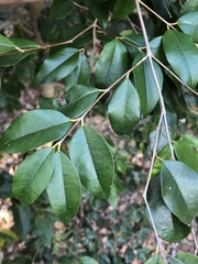 Syzygium francisii