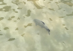 Colossoma macropomum