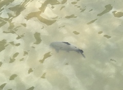 Colossoma macropomum