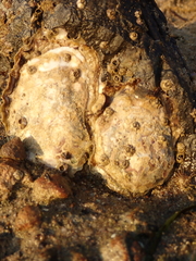 Saccostrea glomerata