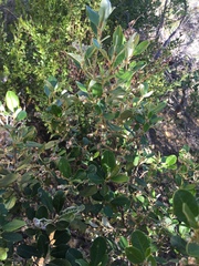 Spyridium globulosum