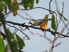 Parus minor