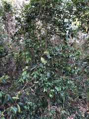 Syzygium francisii