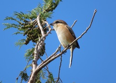 Lanius bucephalus