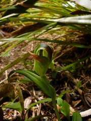 Pterostylis areolata