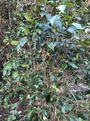 Syzygium francisii