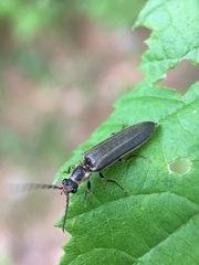 Denticollis denticornis