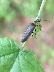 Denticollis denticornis