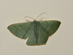 Pelagodes proquadraria