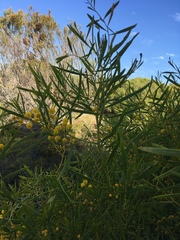 Acacia rostellifera