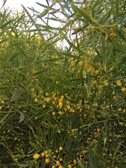Acacia rostellifera