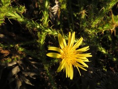 Cullumia reticulata