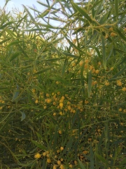 Acacia rostellifera