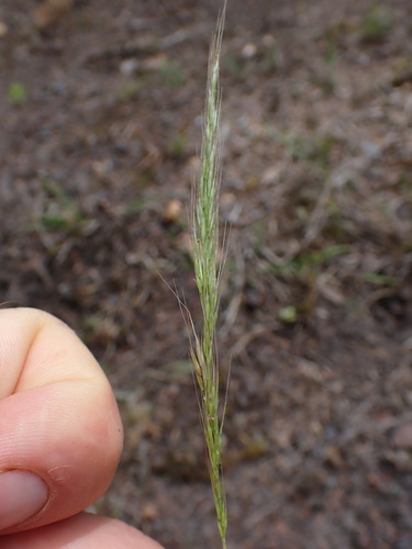 Dichelachne rara observed 2024-12-02