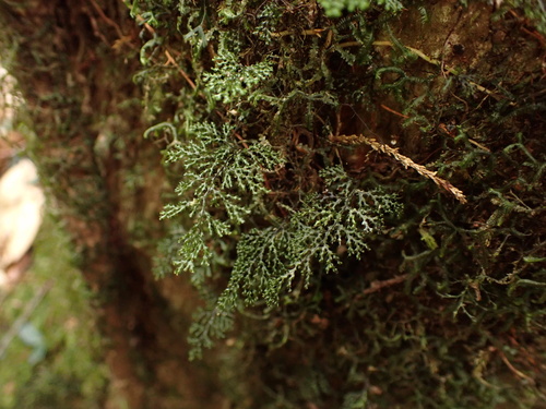 Hymenophyllum denticulatum iNat (3)