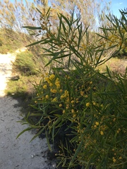Acacia rostellifera