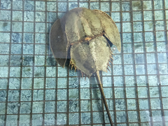 Tachypleus tridentatus