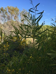 Acacia rostellifera