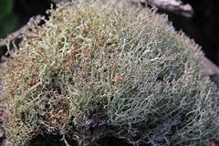 Cladonia amaurocraea