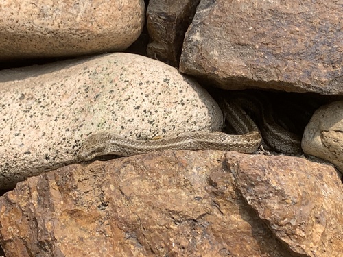 Steppe Ratsnake