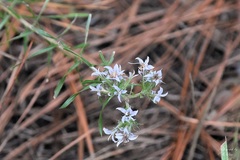 Liatris carrizana