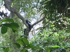 Colobus caudatus