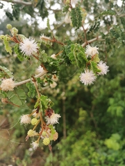 Mimosa bahamensis