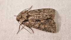 Dryobotodes monochroma