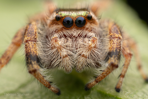 Golden Jumping Spider