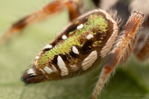 Golden Jumping Spider