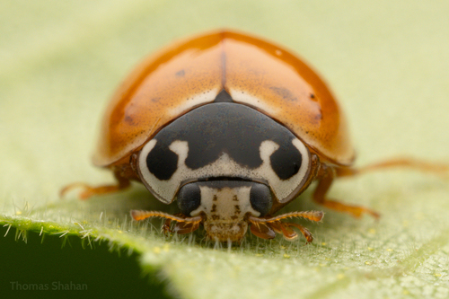 Polished Lady Beetle photographed in Oklahoma