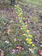 Solidago buckleyi
