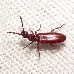 Dacoderus