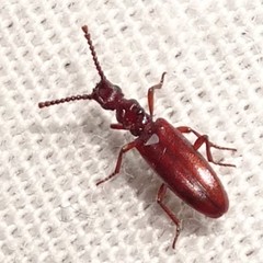 Dacoderus