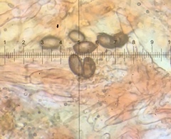 Saccobolus caesariatus