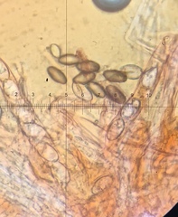 Saccobolus caesariatus