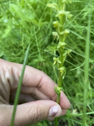 north wind bog orchid