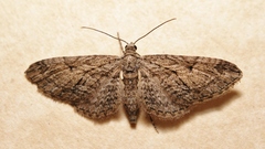 Eupithecia oxycedrata