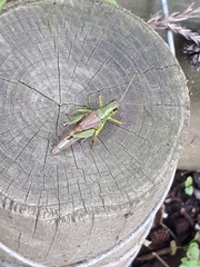 Parapodisma setouchiensis