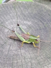 Parapodisma setouchiensis