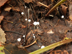 Marasmius epiphyllus