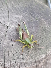 Parapodisma setouchiensis